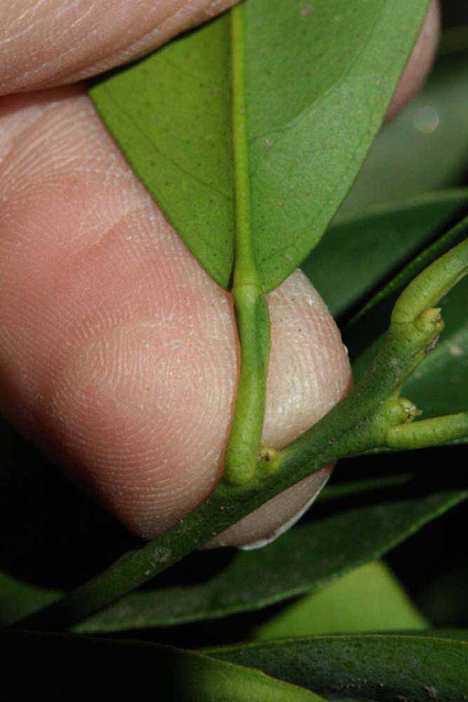              Petiole (Riverside, CA)       